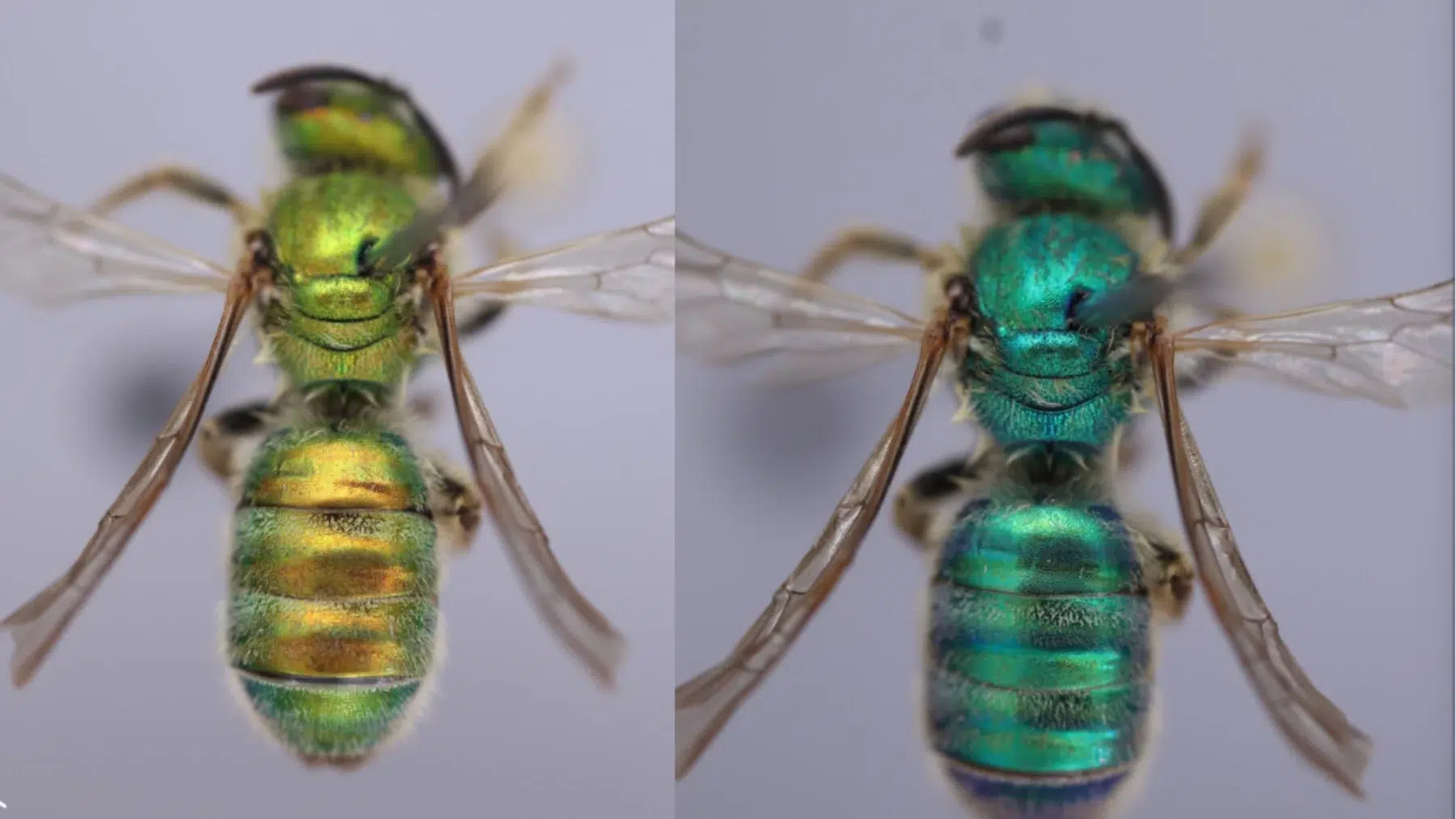 abeilles sudoripares
