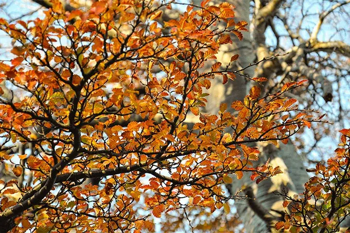 áreas protegidas forestales