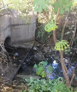 Vecinos impulsan la recuperación ecológica del arroyo Céspedes y buscan convertirlo en un refugio para la biodiversidad. Foto: El 1.