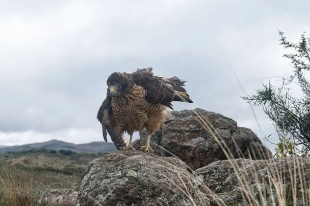 Liberan 20 aves nativas en Sierras Chicas y fortalecen la recuperación de la biodiversidad de Córdoba. Foto: La Voz. 