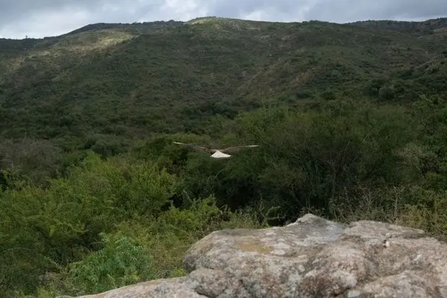 Liberan 20 aves nativas en Sierras Chicas y fortalecen la recuperación de la biodiversidad de Córdoba. Foto: La Voz. 