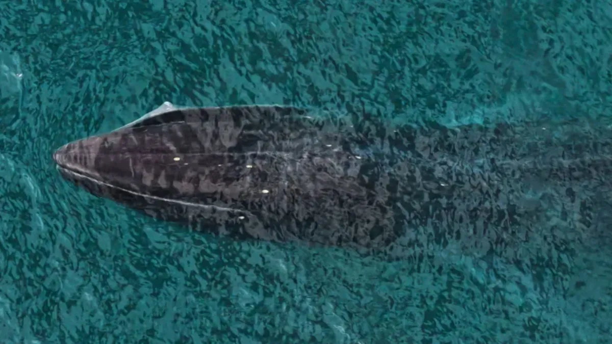 fin whale