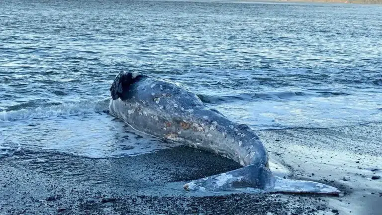 Ballenas grises en declive en Pacífico: 21 muertes en tres meses alertan sobre el impacto del cambio climático