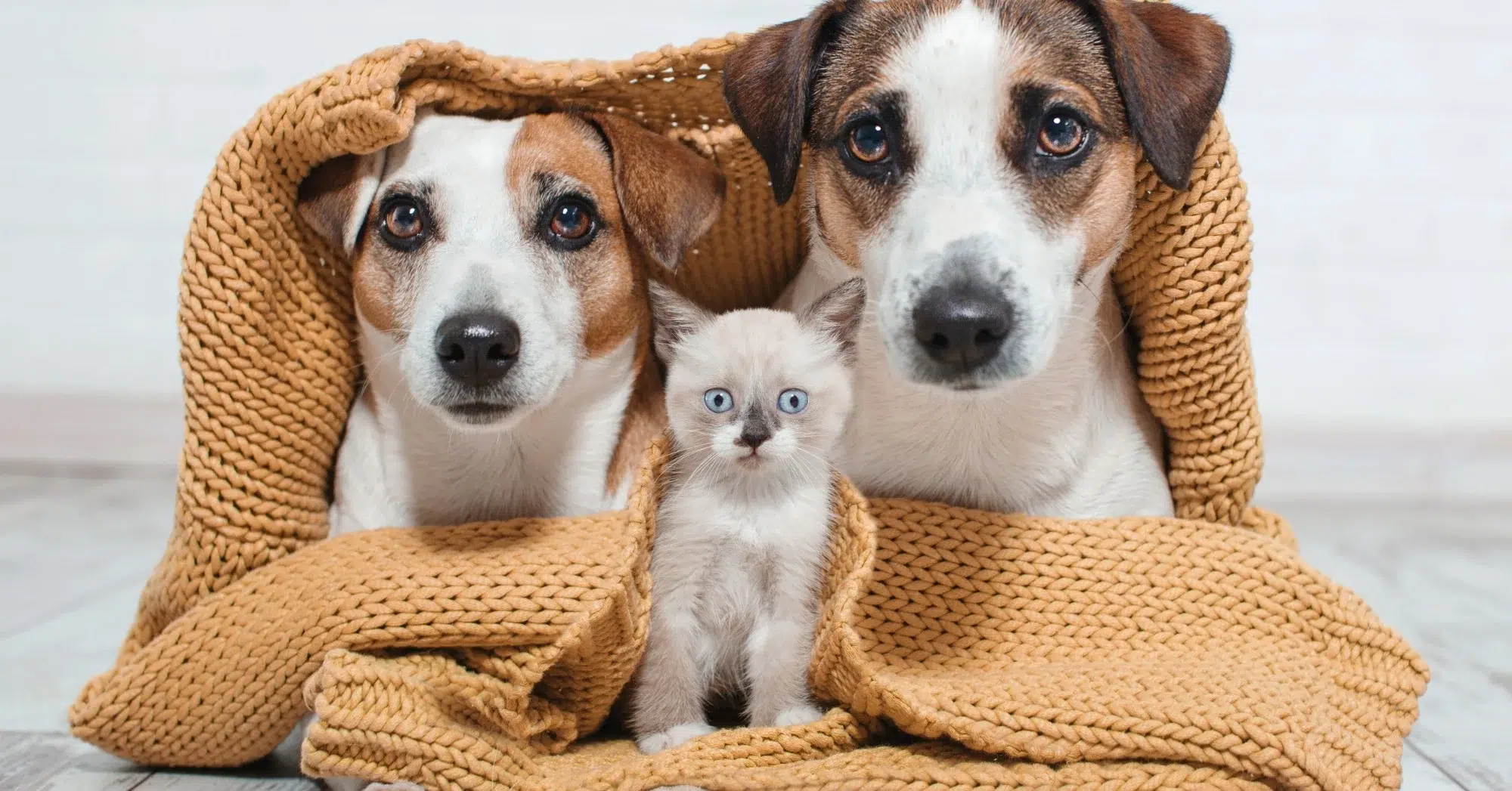 animal welfare