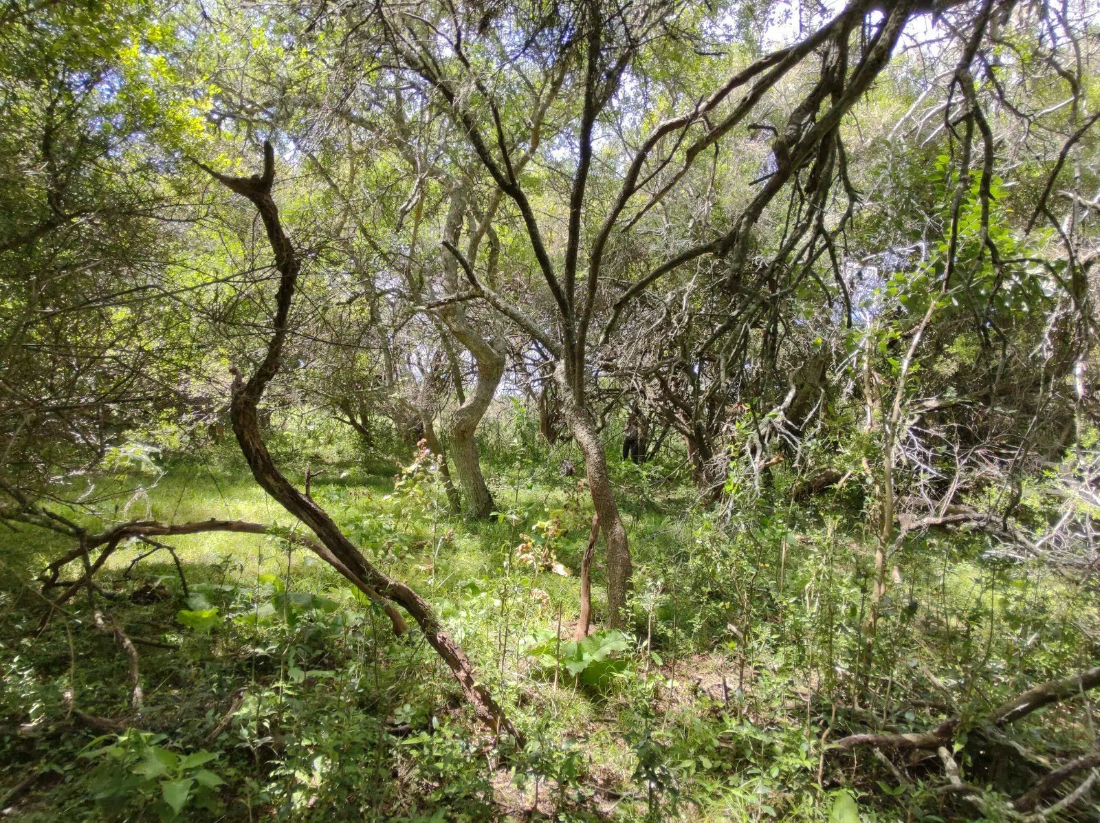bosques nativos