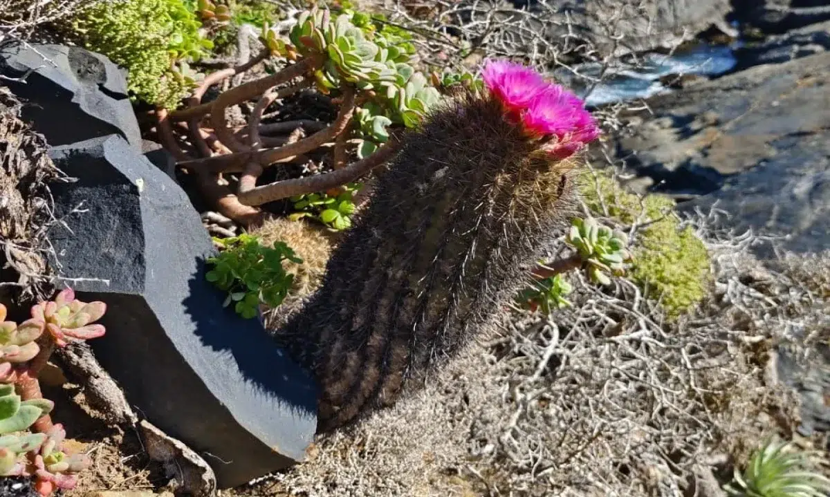 cactus Chilenito