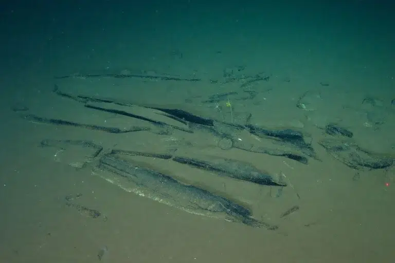 Hallan en el océano Índico un cementerio submarino de ballenas que se extiende por 1.200 kilómetros