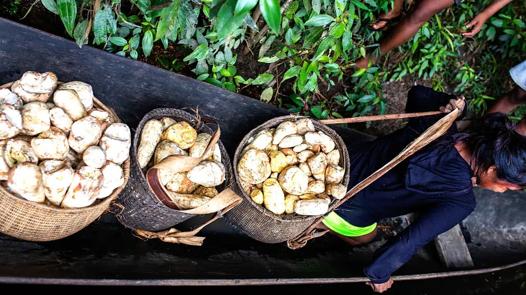 Chacras amazônicas: o sistema ancestral que protege a floresta, alimenta comunidades e desafia o modelo agrícola industrial. Foto: BBC.
