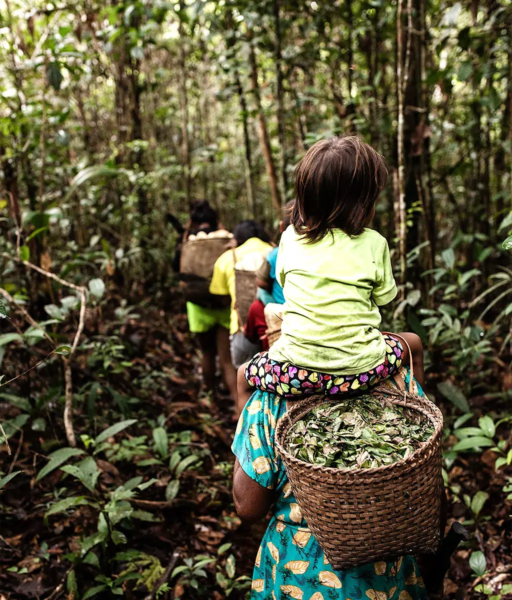 Chacras amazônicas: o sistema ancestral que protege a floresta, alimenta comunidades e desafia o modelo agrícola industrial. Foto: BBC.