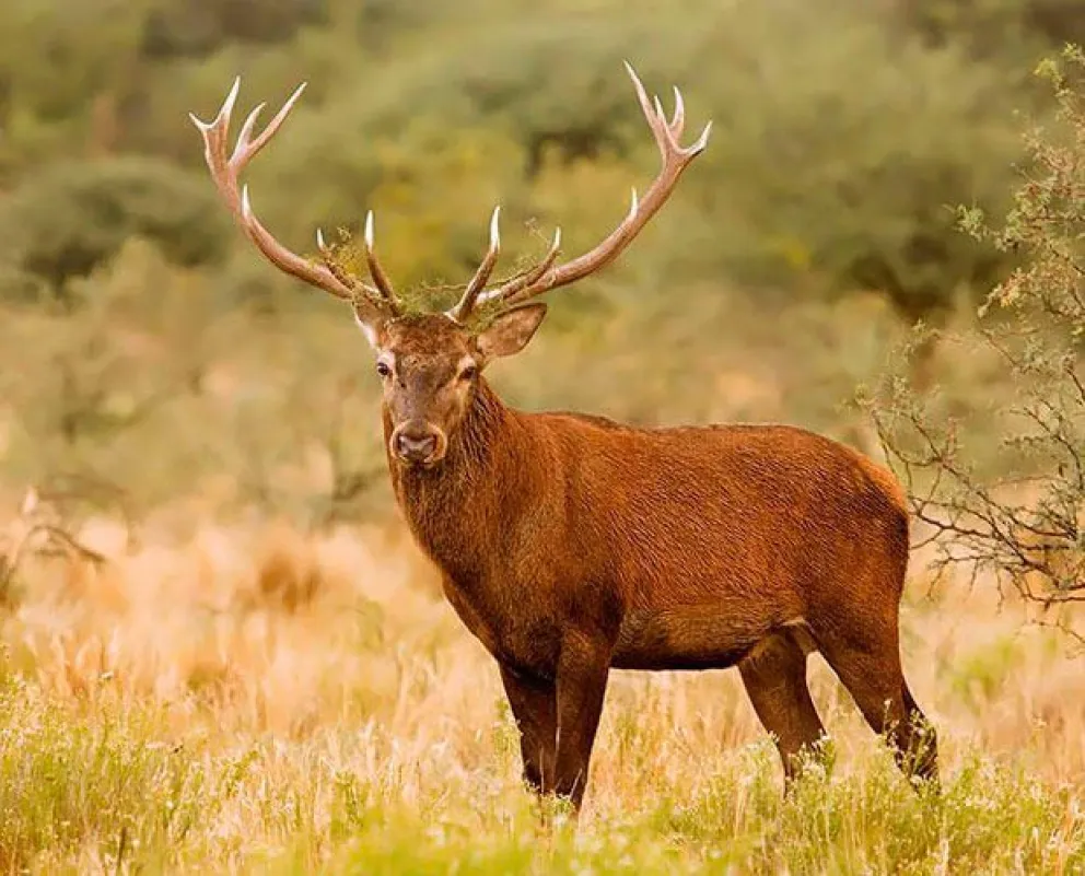 Uma operação em Entre Ríos expõe supostas irregularidades em um campo de caça esportiva e alerta sobre a fauna exótica. Foto: El Cordillerano.