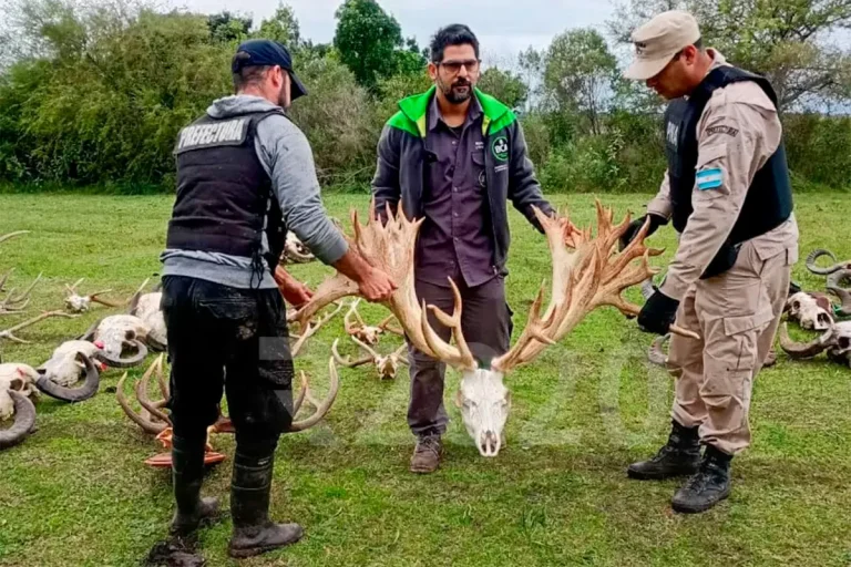 Investigan presunto contrabando de fauna protegida y manejo ilegal de especies en un coto de caza de Entre Ríos 