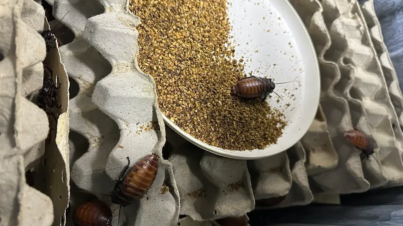 Historic seizure: over 100,000 live cockroaches destined for species trafficking in Australia were seized. Photo: Euronews.