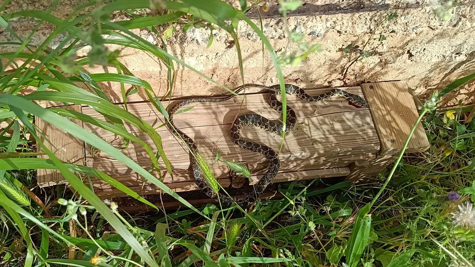 culebra de herradura