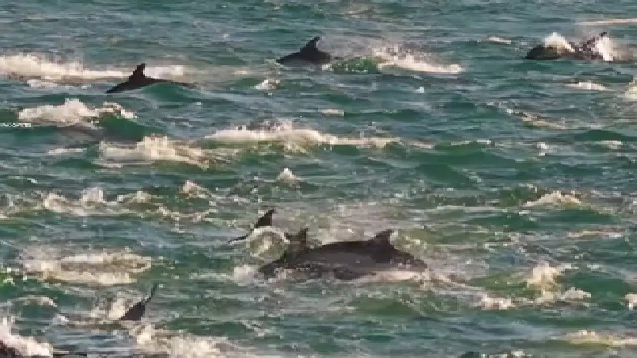 delfines comunes