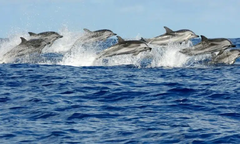 Más de 500 delfines comunes sorprendieron en Las Grutas: espectáculo natural en el Golfo San Matías