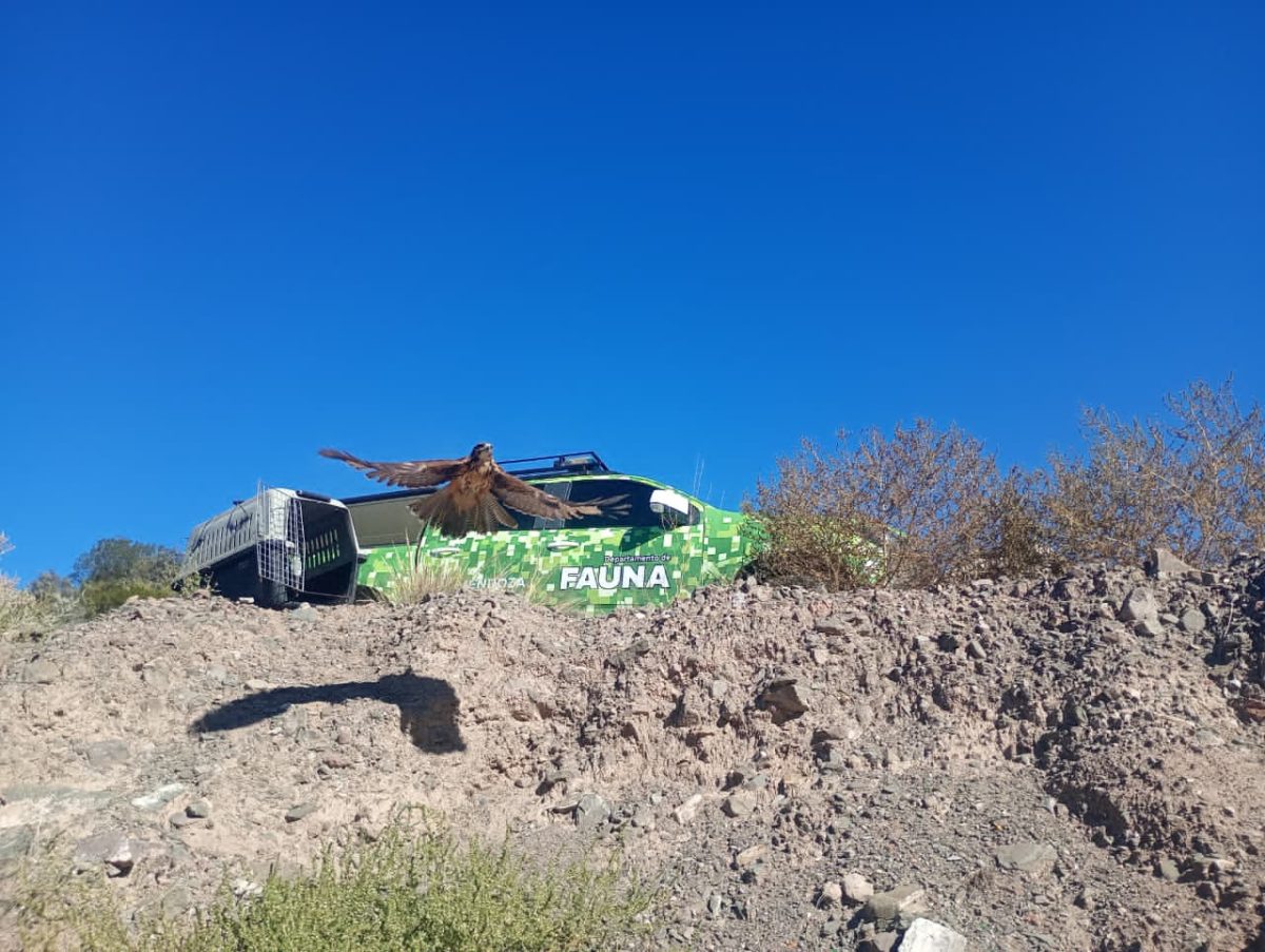 native fauna