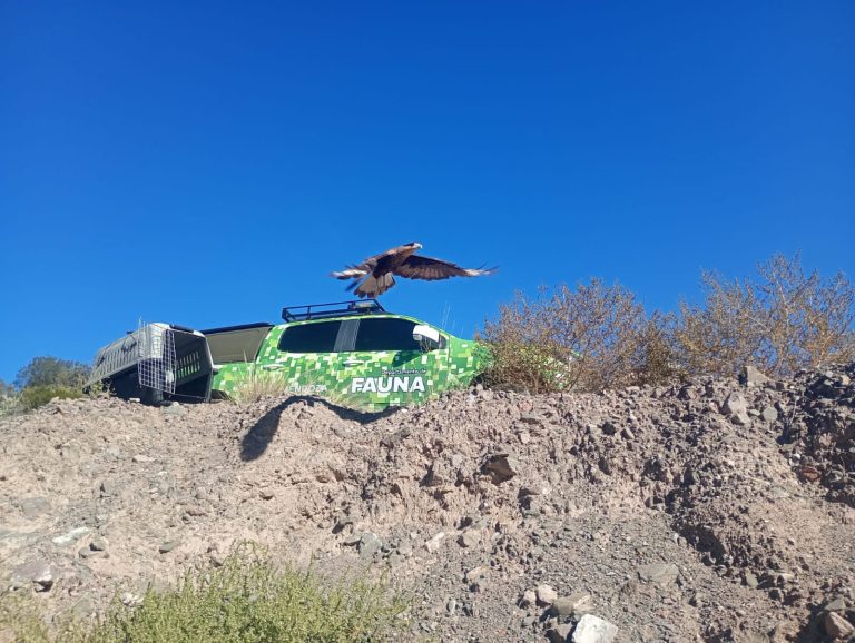 Acción contra el mascotismo: Mendoza libera fauna autóctona y refuerza la conservación de la biodiversidad