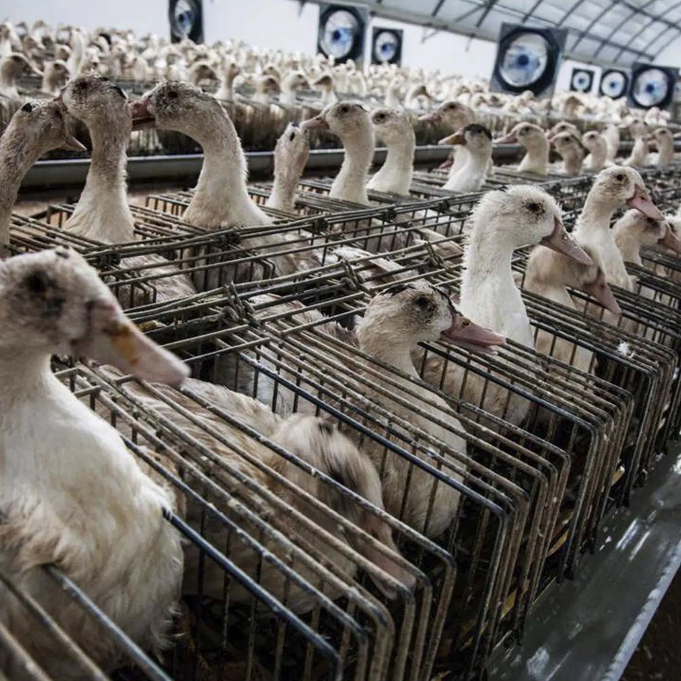 foie gras