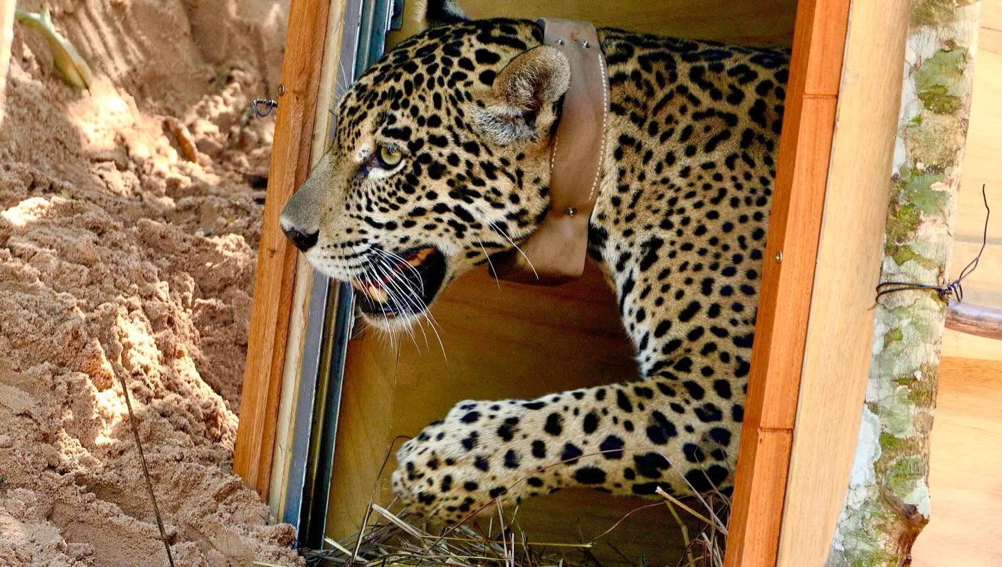 jaguar