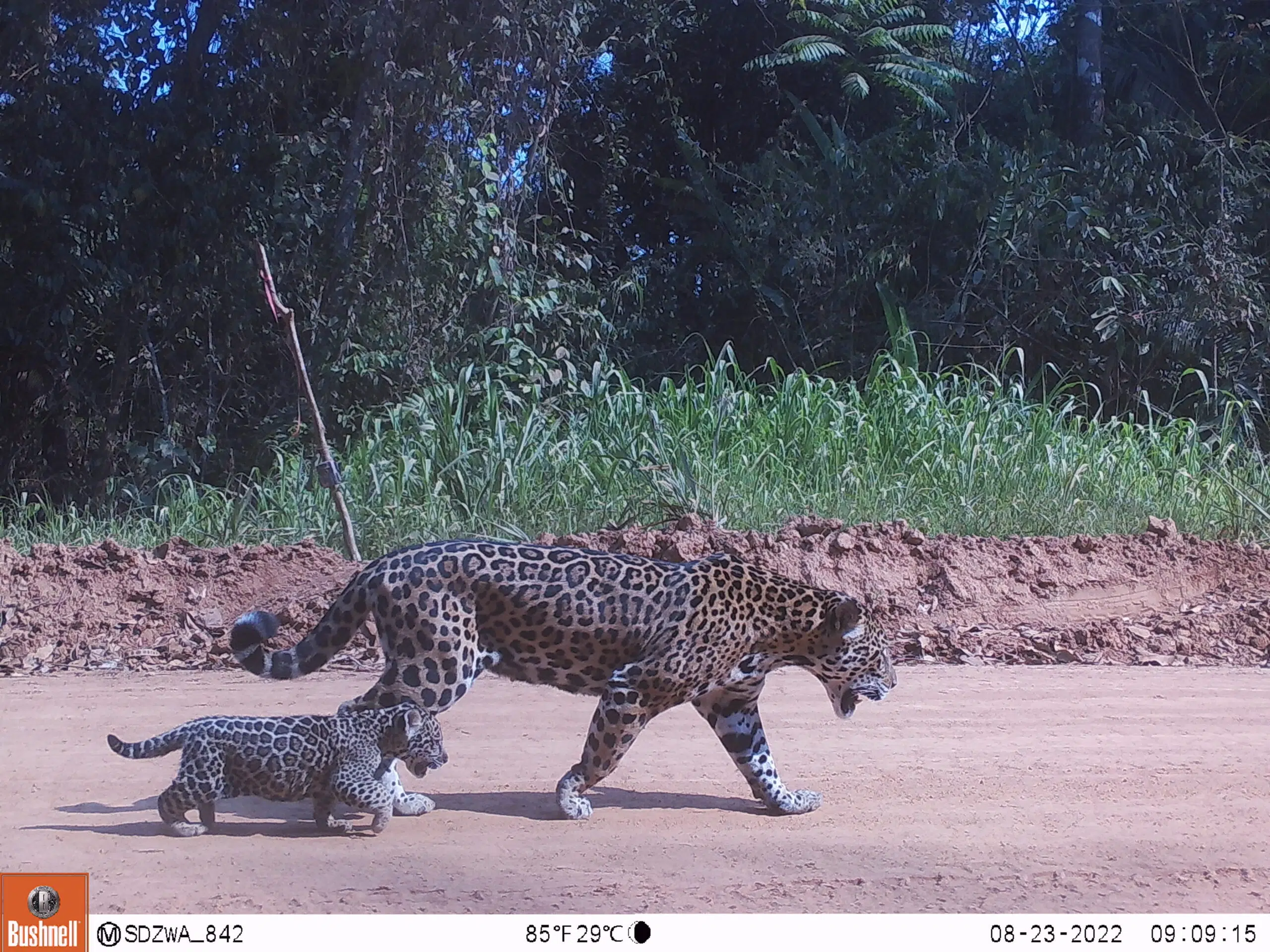 jaguares