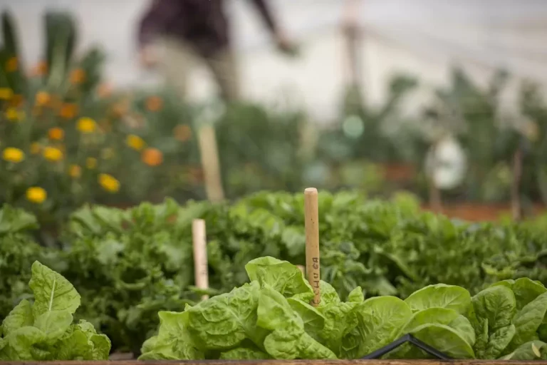 La agroecología en Uruguay: una revolución silenciosa que busca transformar la producción y el consumo