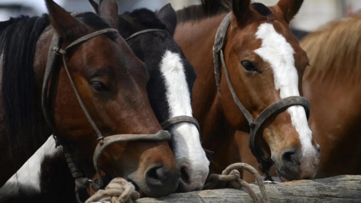 microchips para caballos