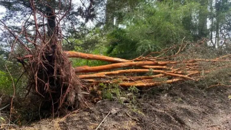 Detectaron la tala de especies protegidas en Villa La Angostura: la multa millonaria que busca cuidar los bosques nativos