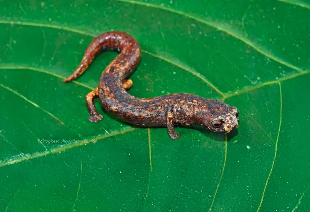 A new species of salamander reveals the hidden wealth of Panguana and reinforces the need to protect the rainforest in Peru