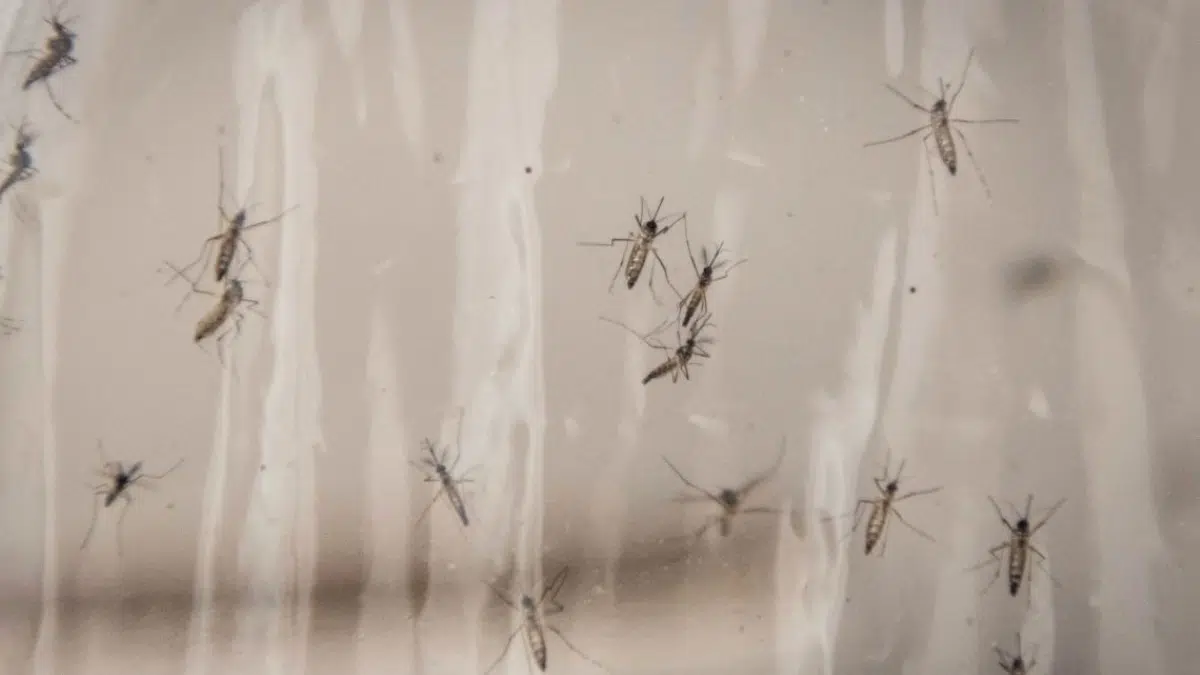 Google and an innovative project: releasing millions of mosquitoes to ...