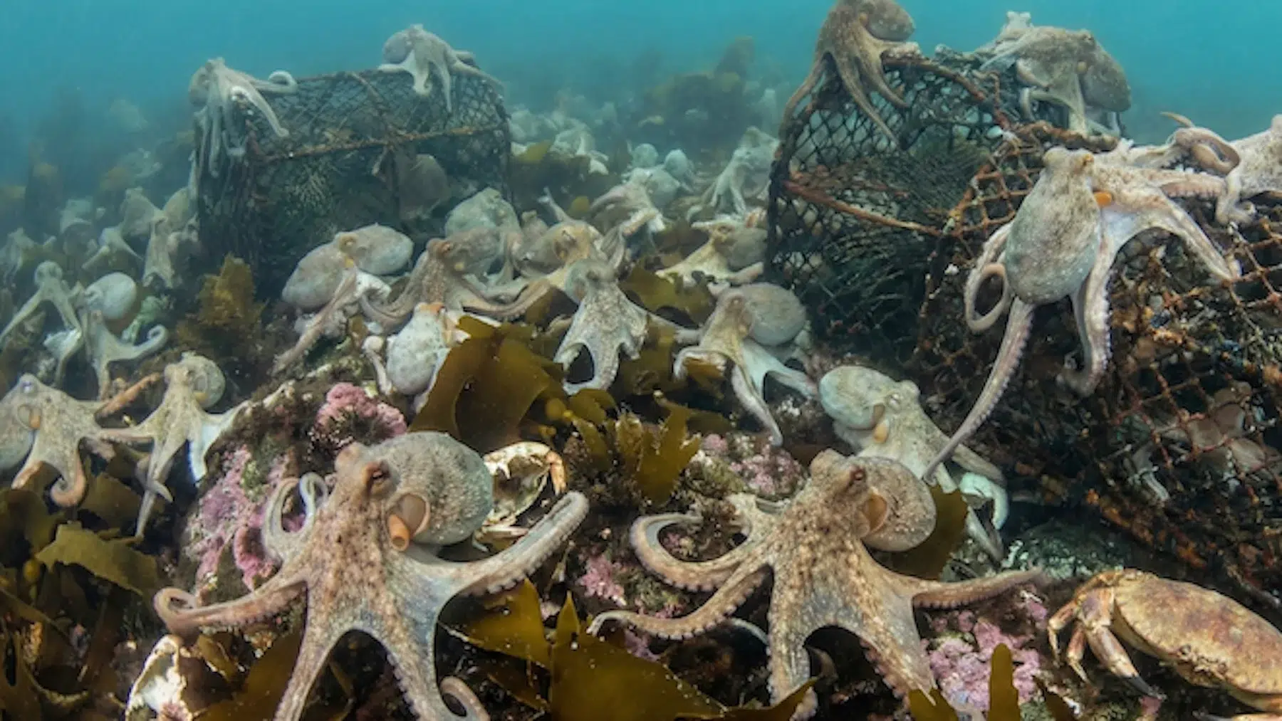 octopuses in Great Britain