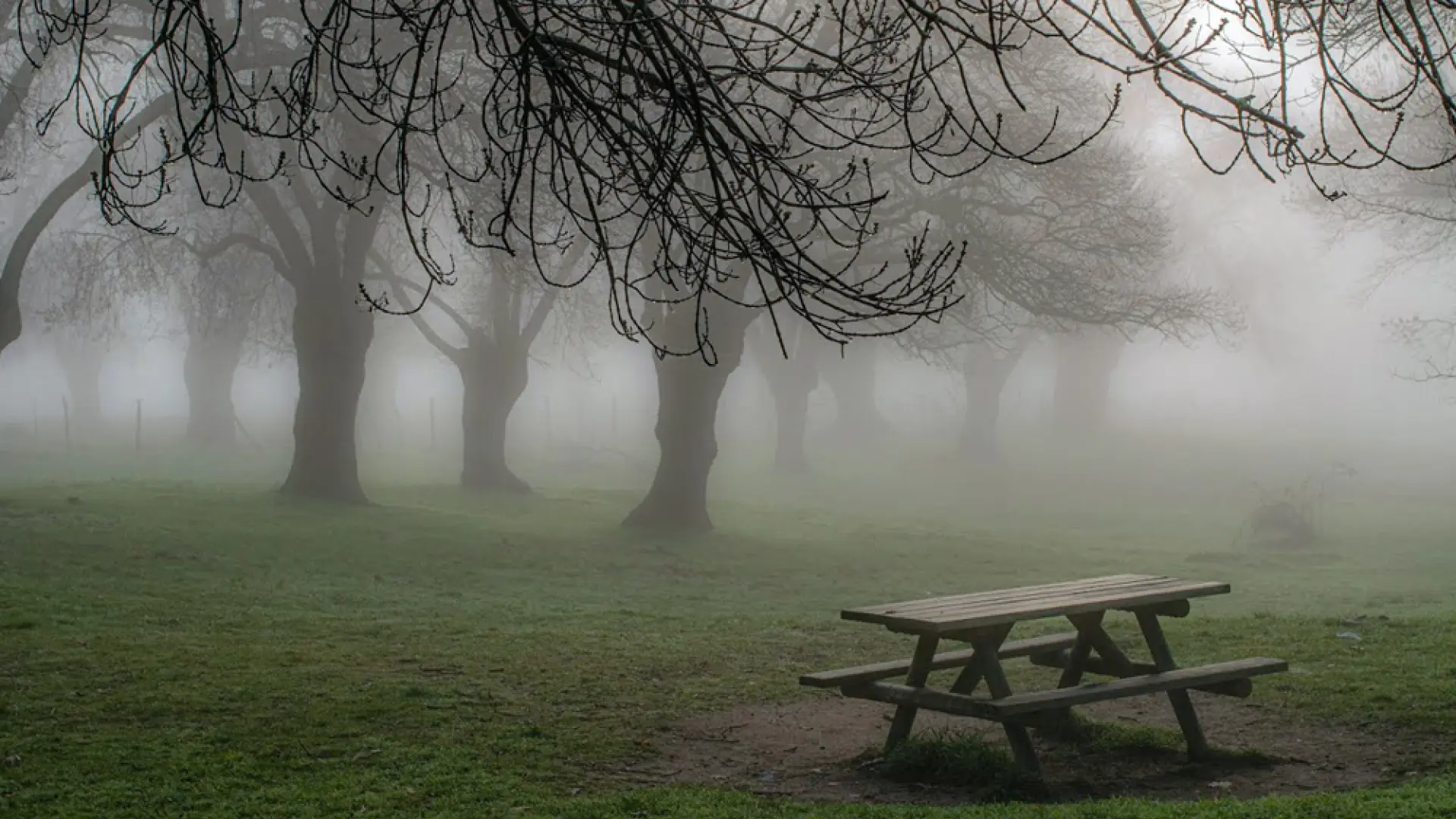 La niebla revela un ecosistema oculto: descubren bacterias que ayudan a reducir la contaminación del aire. Foto: Entre Medios. 