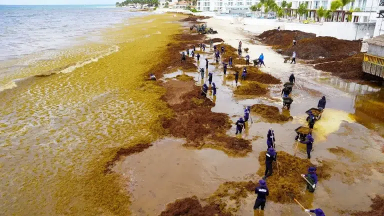 Cantidades récord de sargazo en el Caribe y México provocan una crisis ambiental y turística en 2026