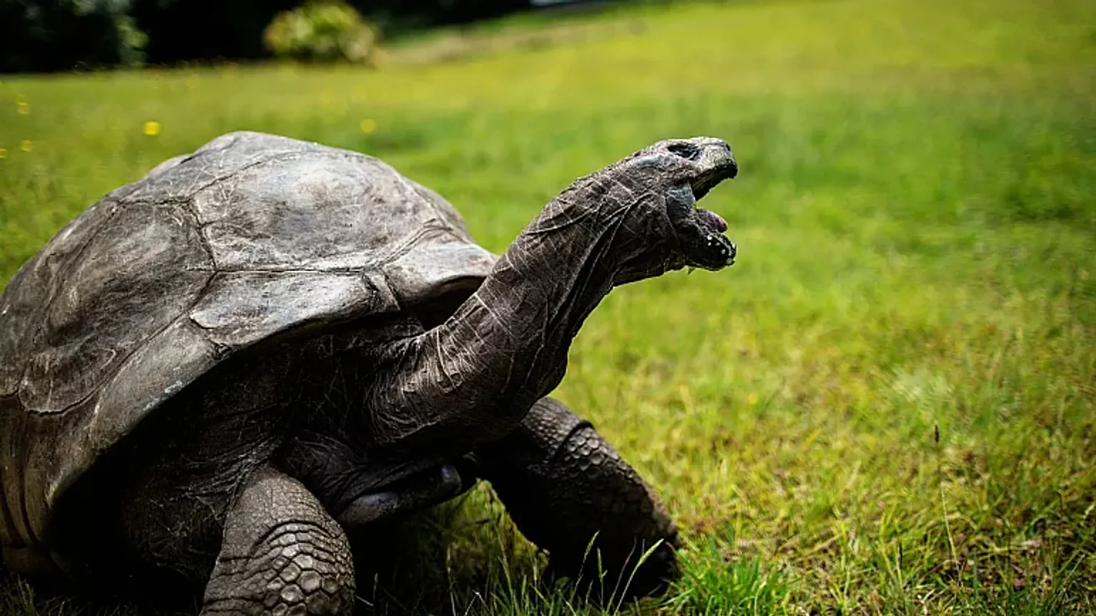 tortuga gigante