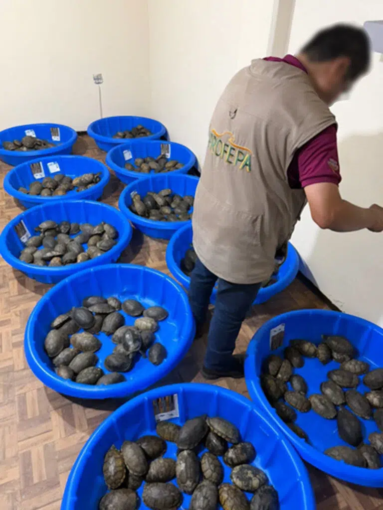 More than 350 turtles were rescued in Mexico during an operation: they were hidden among merchandise. Photo: Ojo Clínico News.