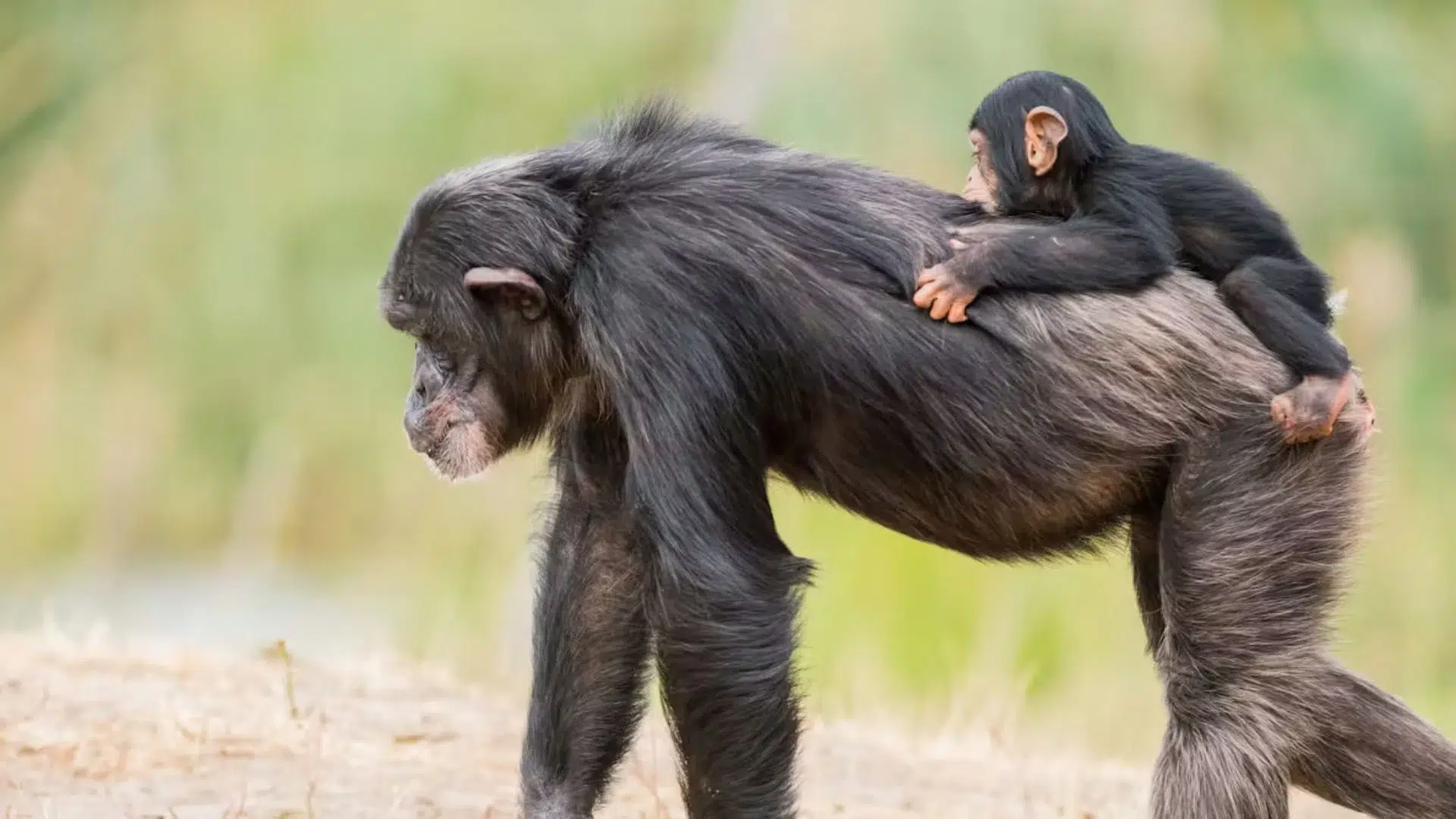 Día Mundial del Chimpancé