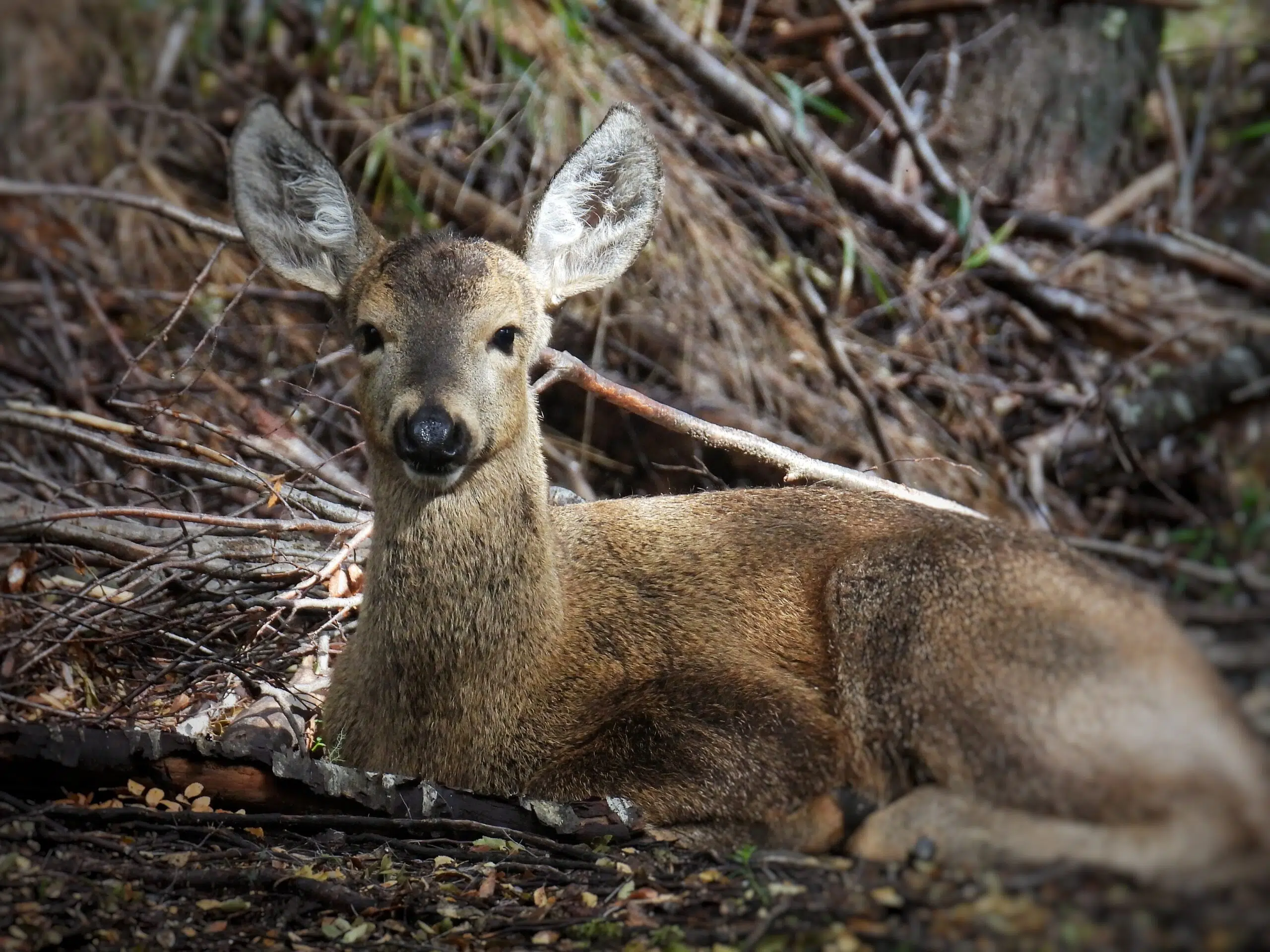 Proyecto Huemul