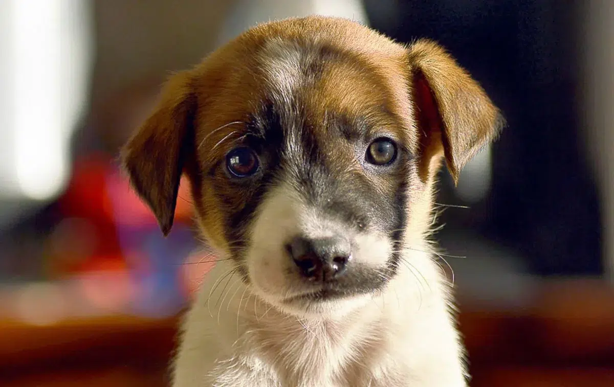 adopción responsable