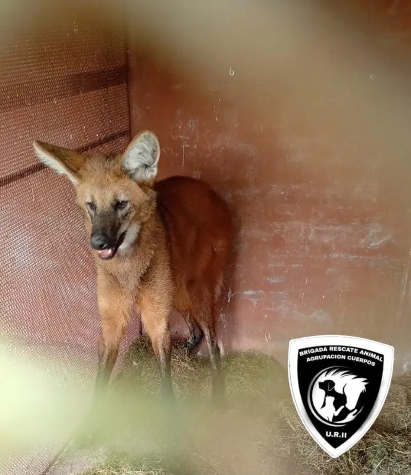 maned wolf