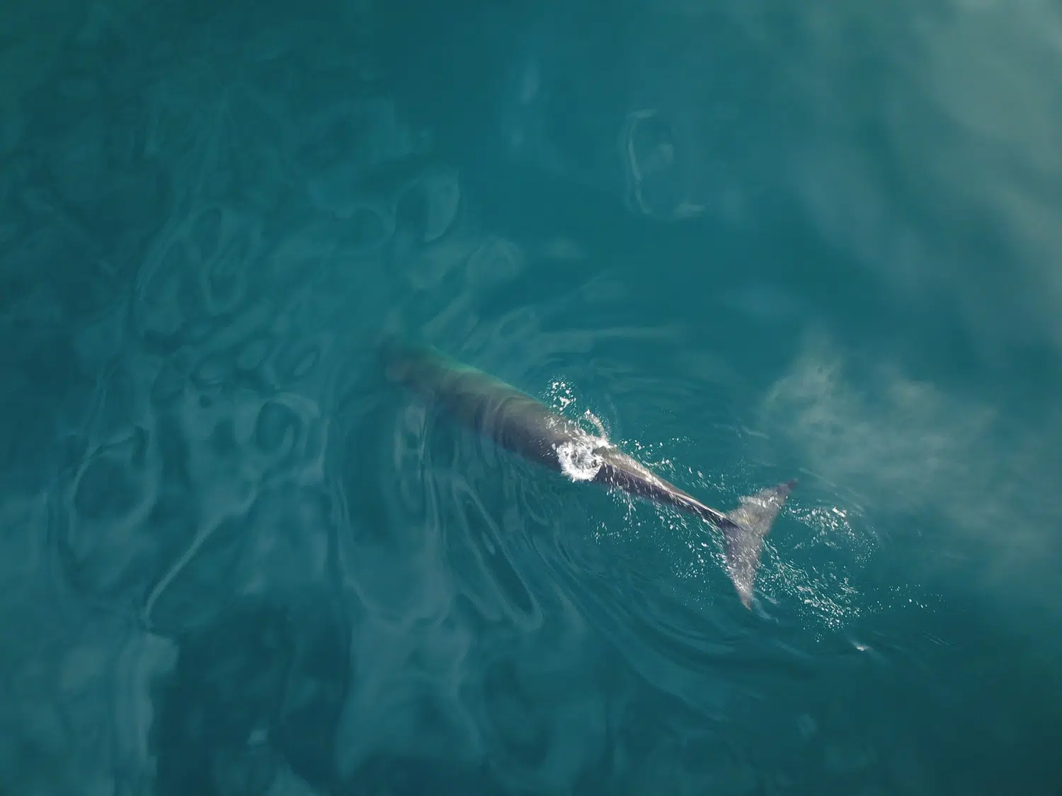 ballena sei