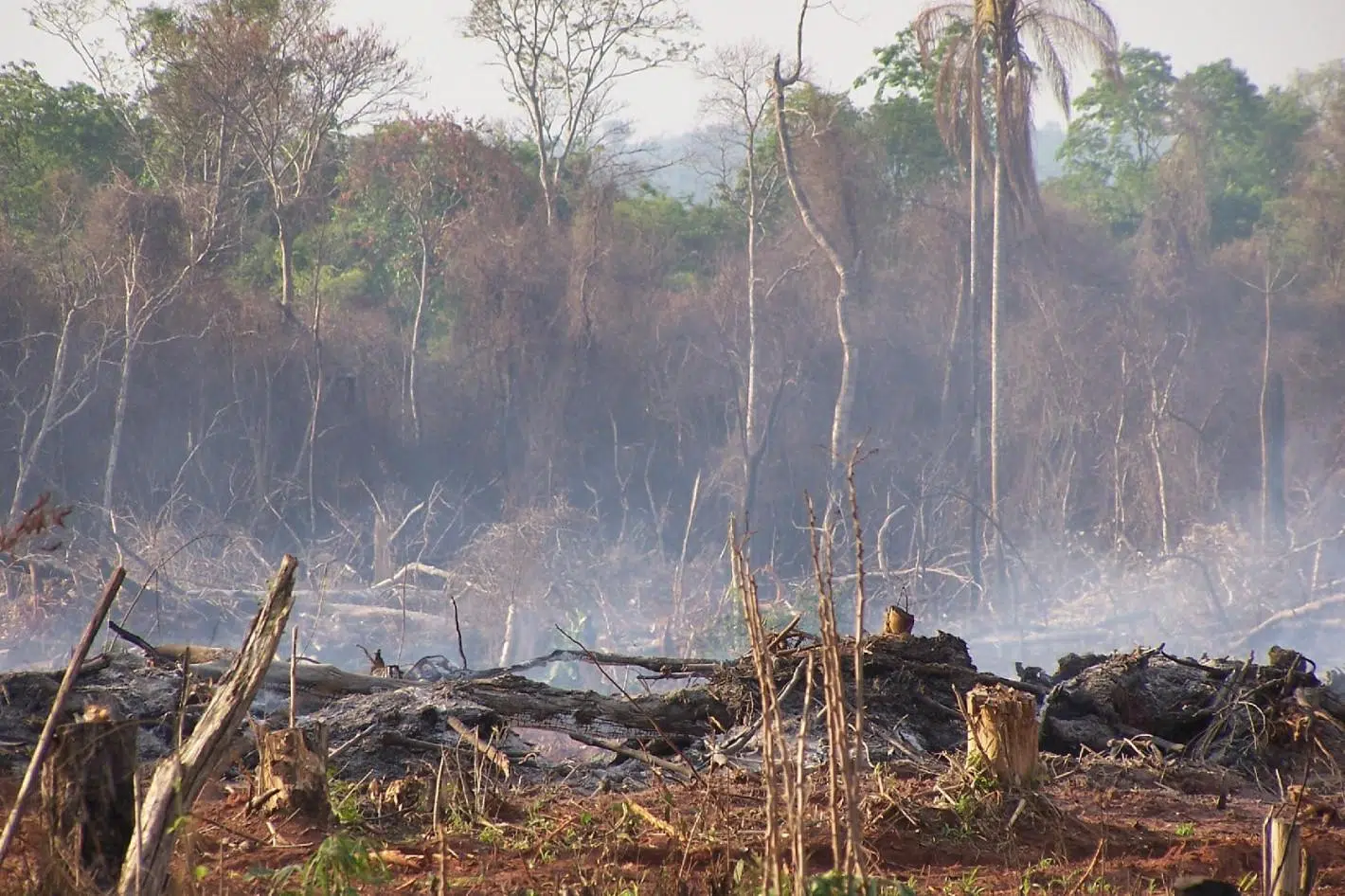 Argentina lost more than 550,000 hectares of native forest in three years, deepening its environmental setback