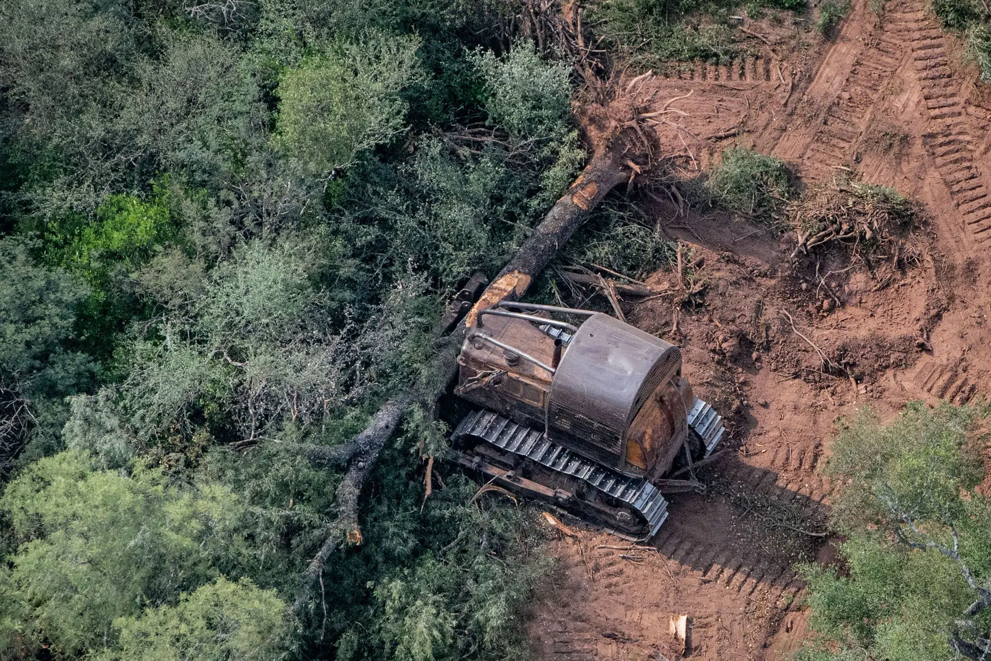 An alarming outlook in northern Argentina: over 40,000 hectares of native forests deforested in six months