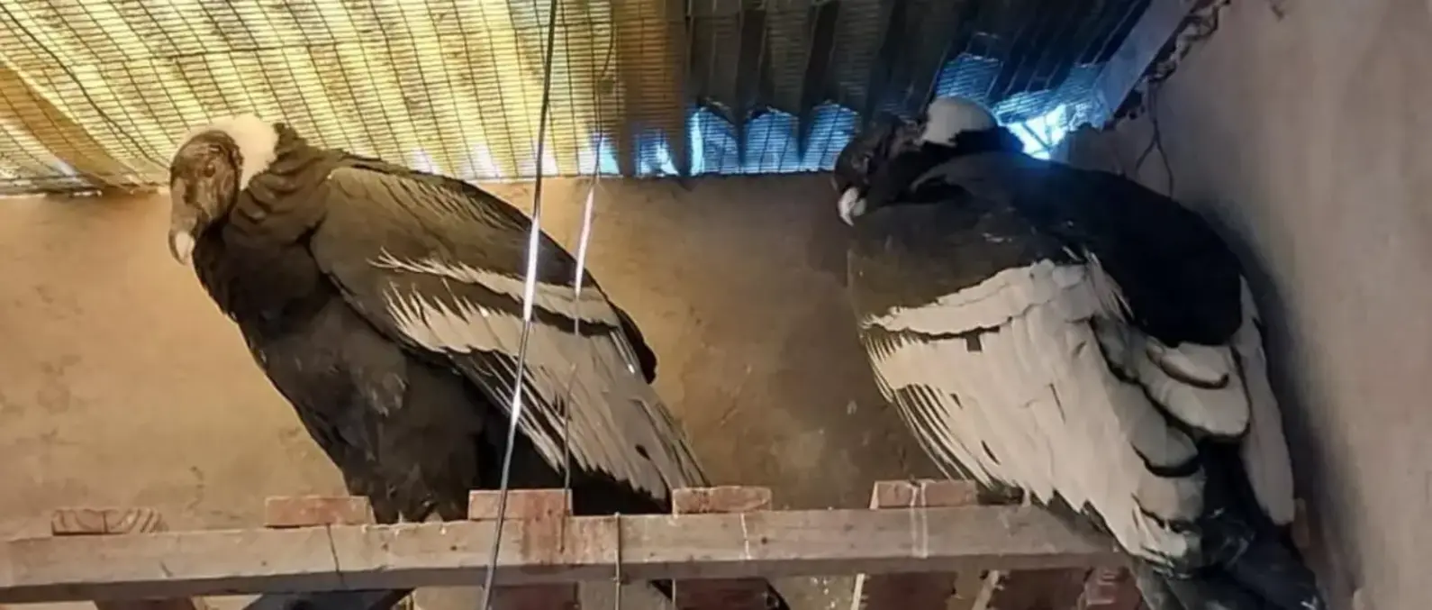 Andean condors
