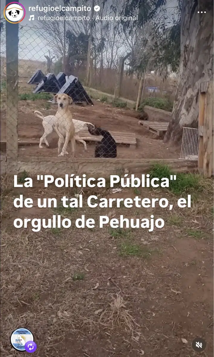 animal control