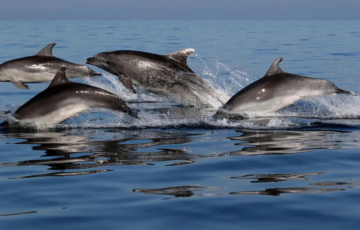 delfines