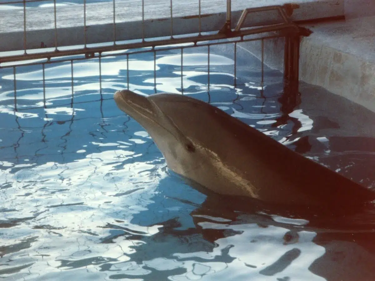 delfines en cautiverio