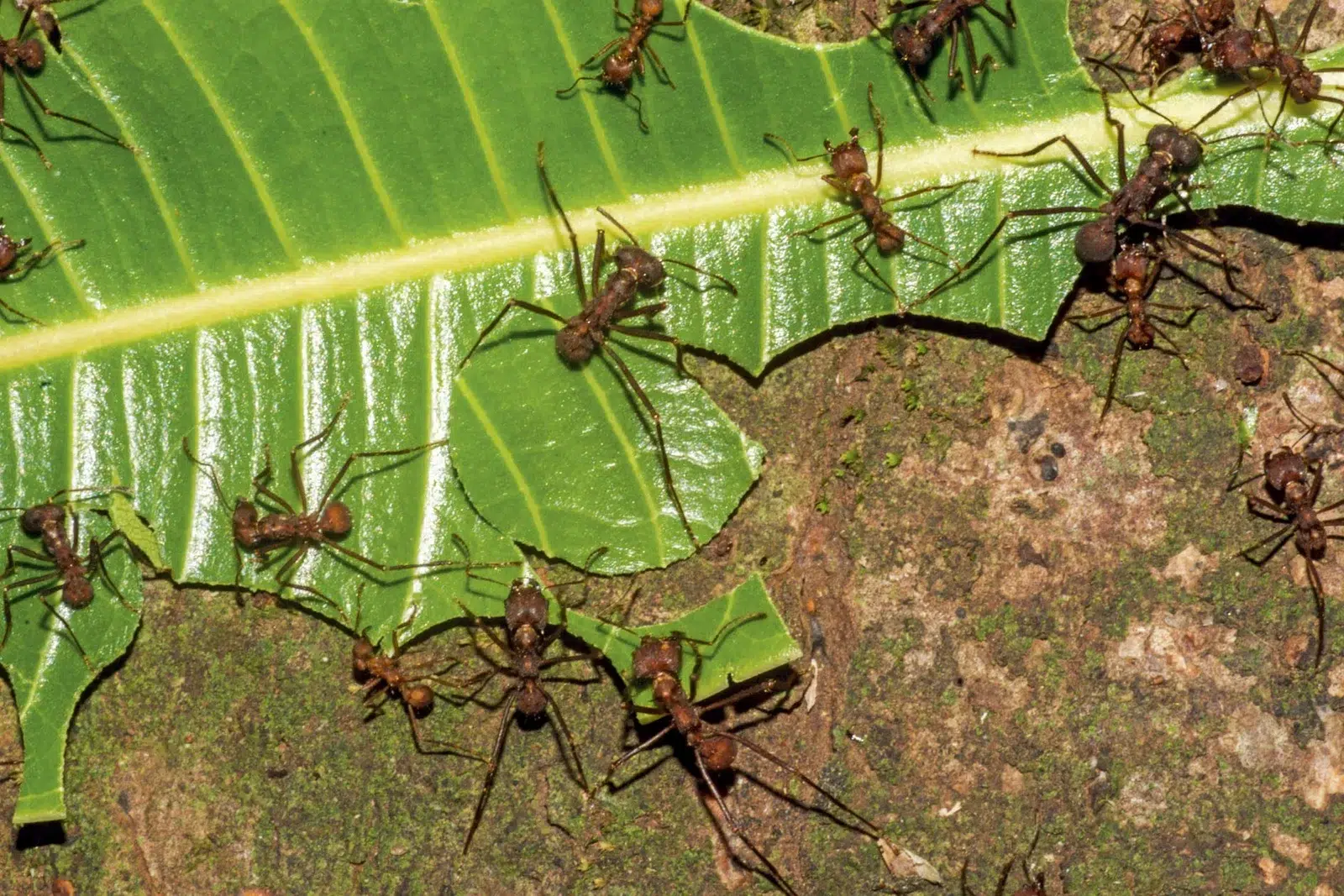 hormigas cortadoras