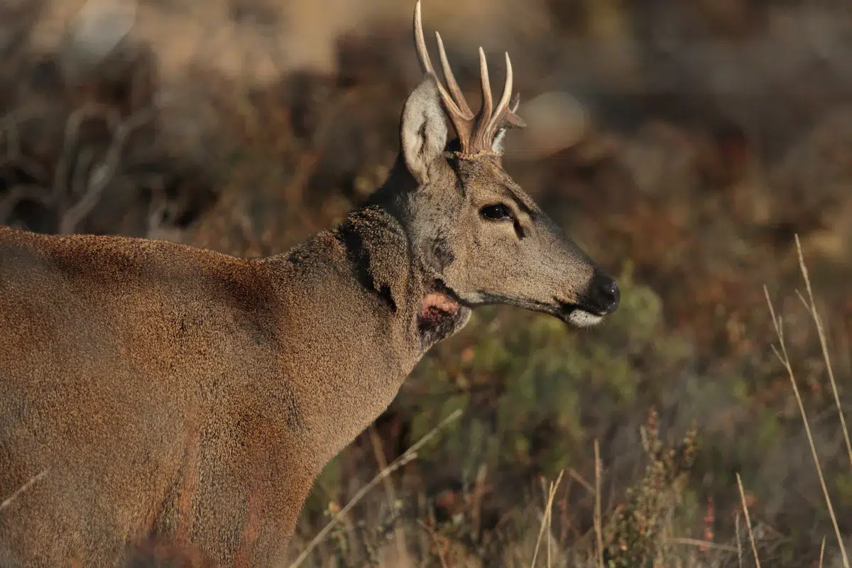 huemul rehabilitado