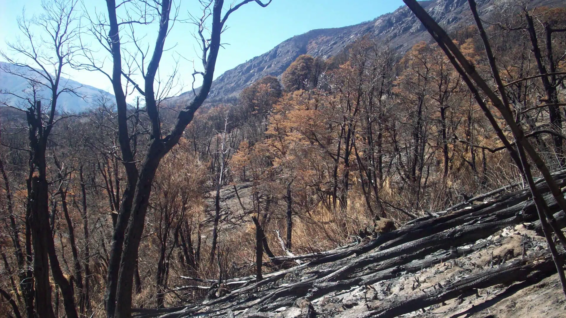 incêndios florestais