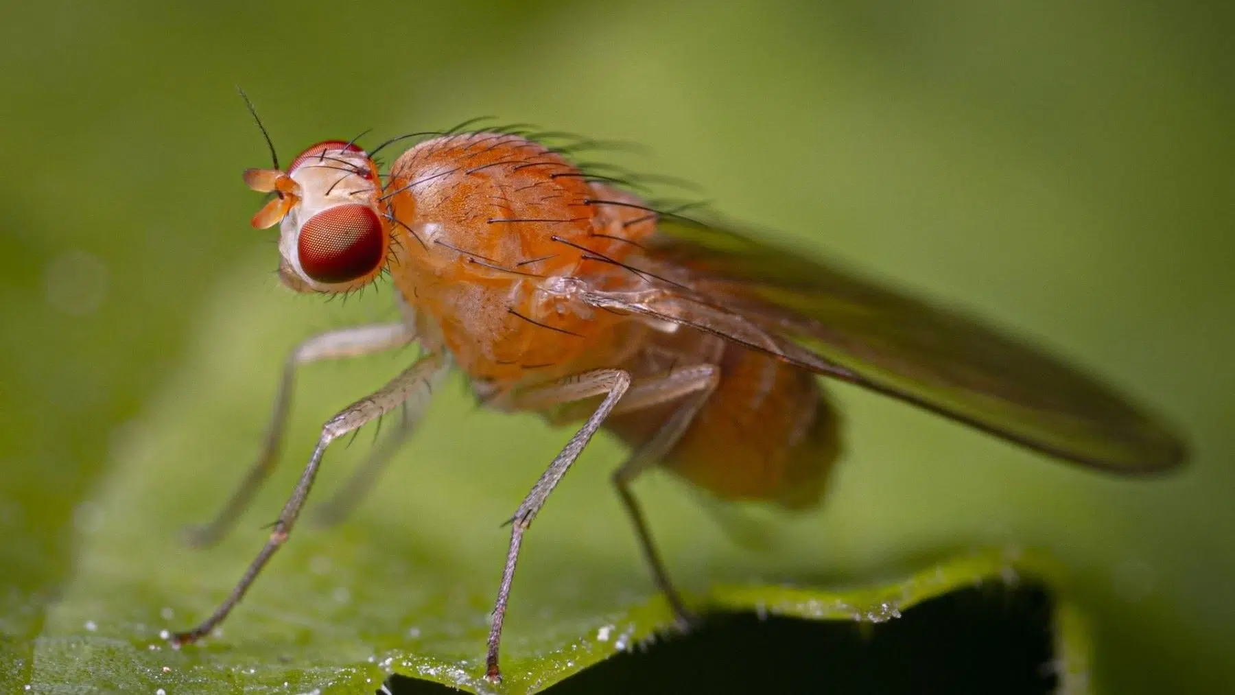 los insectos