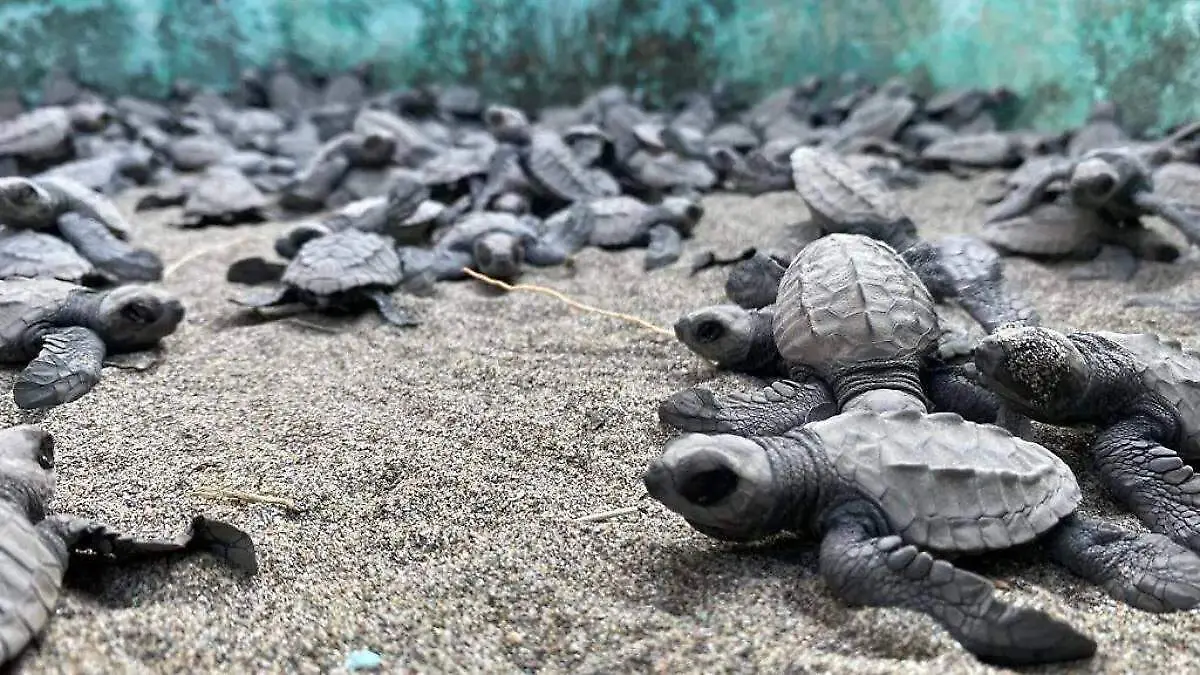 Cancun bans pets on beaches to protect turtle nests: federal measures and community surveillance in Mexico
